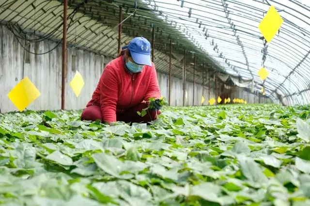 致富红薯种植小视频大全_种红薯致富经_小红薯种植致富