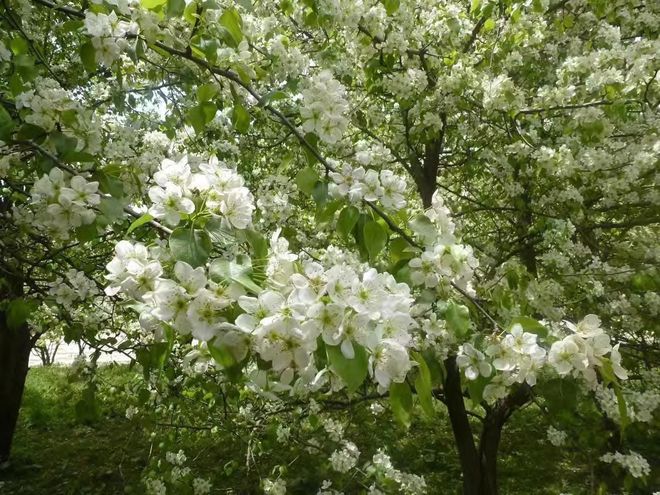 免费种植致富果_种植致富宝典_致富种植视频全集