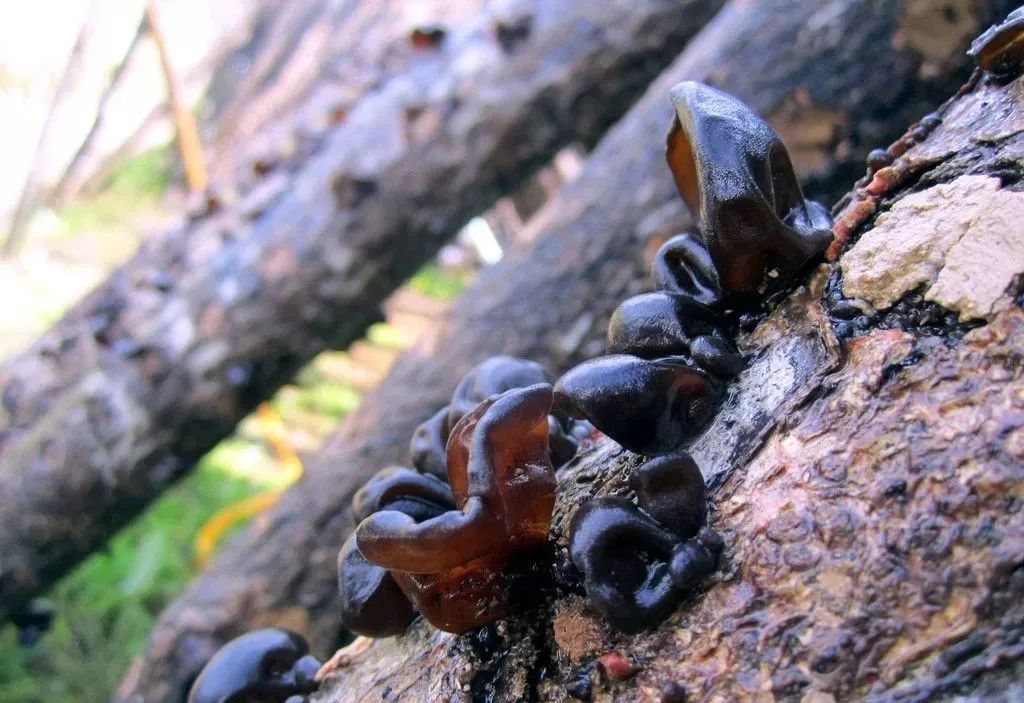 水果玉米的种植视频_水果玉米种植过程_水果玉米种植技术视频