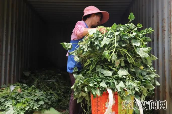 小红薯种植致富_红薯苗致富_种红薯致富经