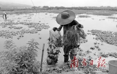 虾稻共生一田 日产百斤小龙虾