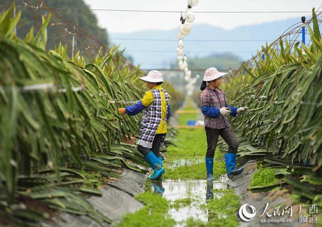 致富经种果树_免费种植致富果_种植致富经