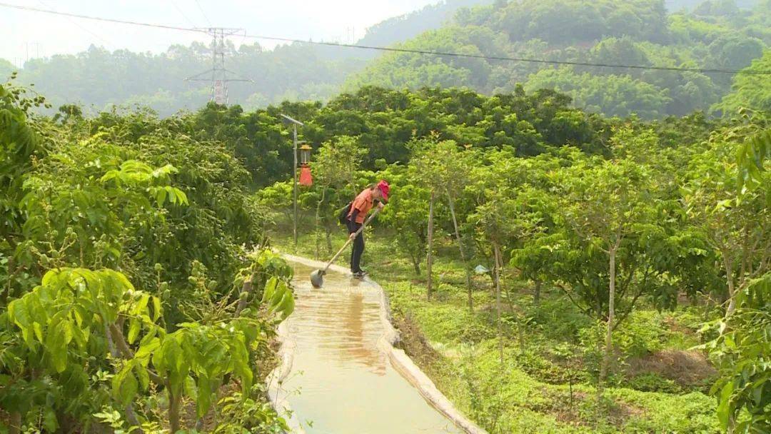 黄皮核怎样种_种植无核黄皮致富_黄皮核能种吗