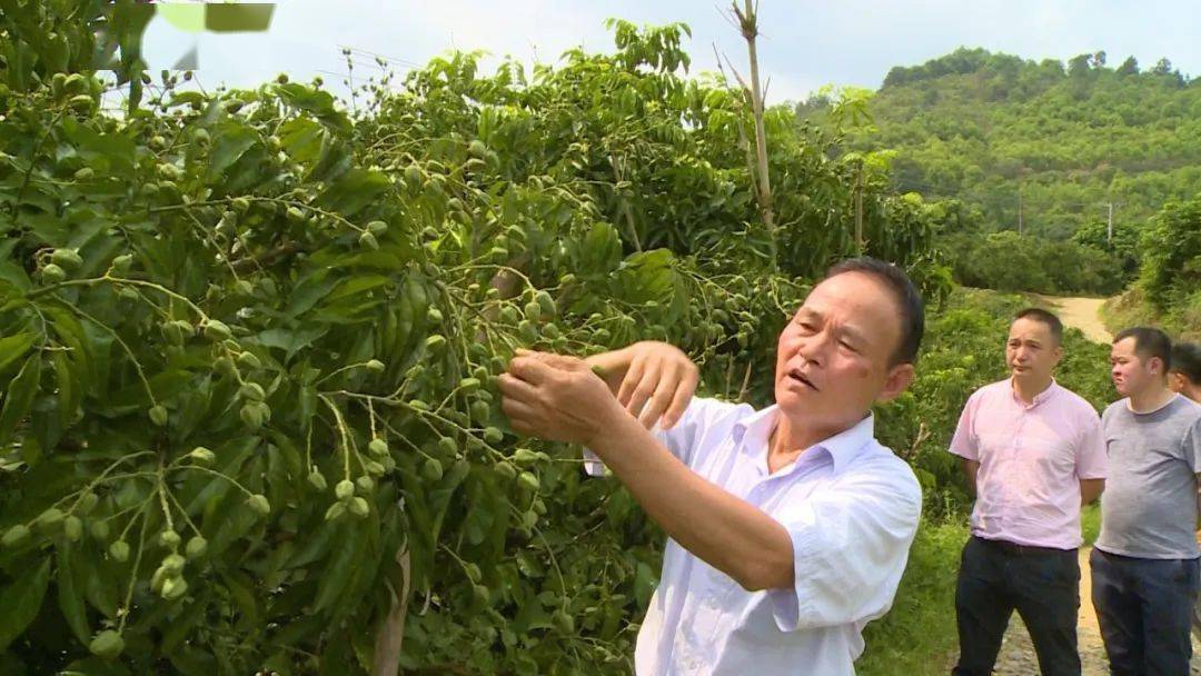 黄皮核能种吗_黄皮核怎样种_种植无核黄皮致富