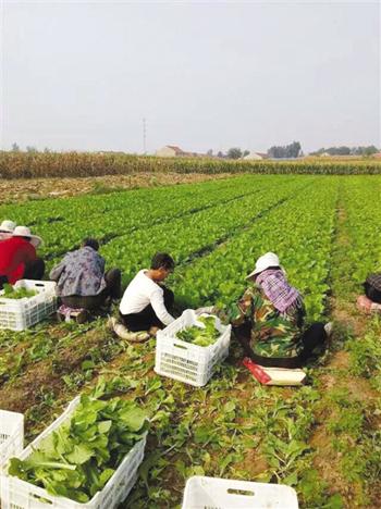 首次尝试亏了一百多万 唐山小伙坚持把野菜做成大生意