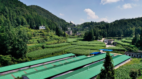 致富经山羊养殖技术视频_致富山羊养殖方法_致富经山羊养殖