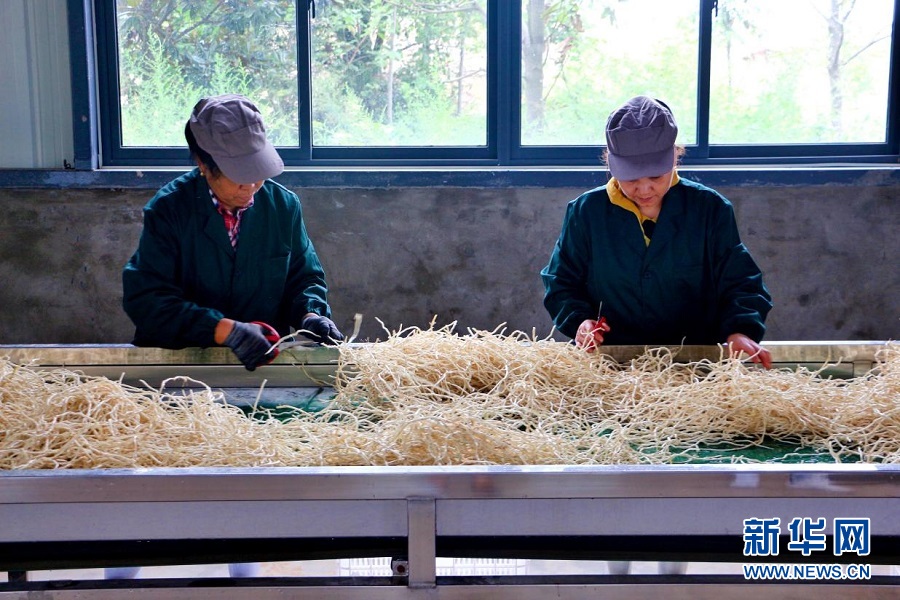 武汉种植致富_武汉种植什么农作物_致富种植视频全集