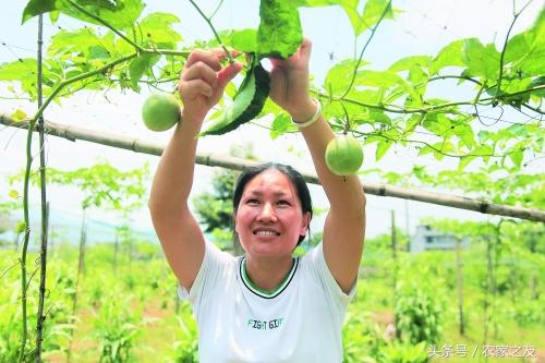 致富经卖水果创业视频_水果致富经_致富经水果视频