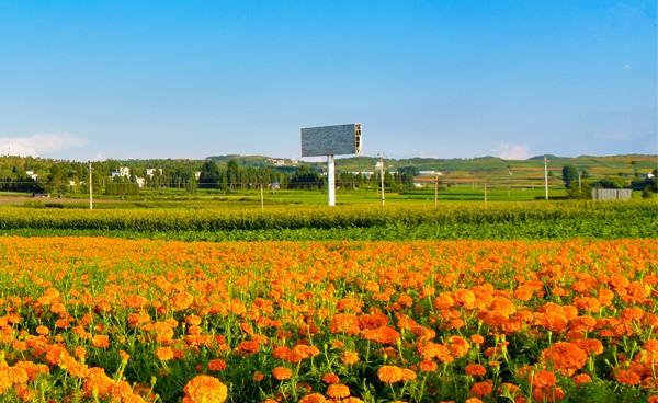 安庆种植什么农作物_安徽安庆适合种植什么药材_安庆种植致富