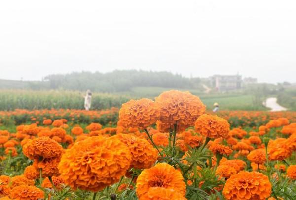 安徽安庆适合种植什么药材_安庆种植什么农作物_安庆种植致富