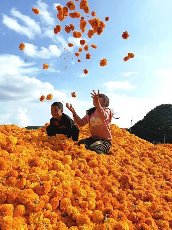 安徽安庆适合种植什么药材_安庆种植什么农作物_安庆种植致富