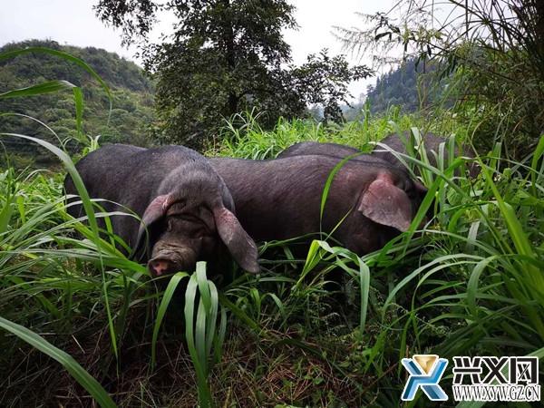 养猪草种_致富养殖猪草图片大全_草猪养殖致富