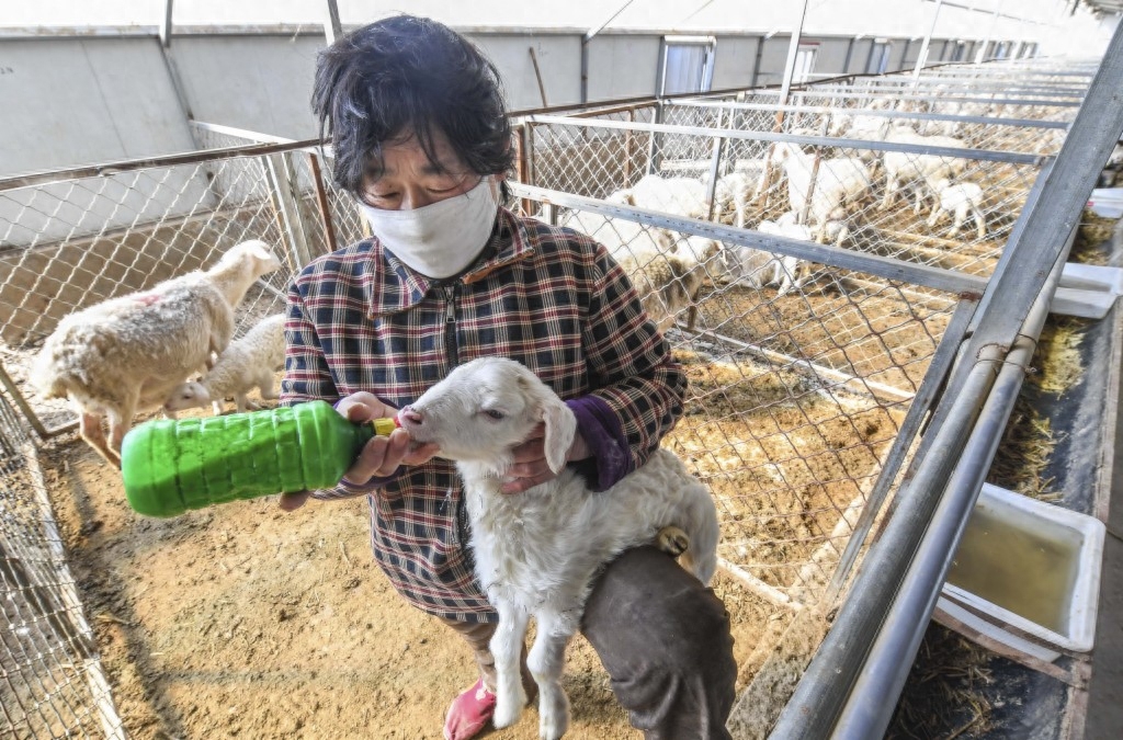 河北景县：湖羊养殖蹚出致富新路子