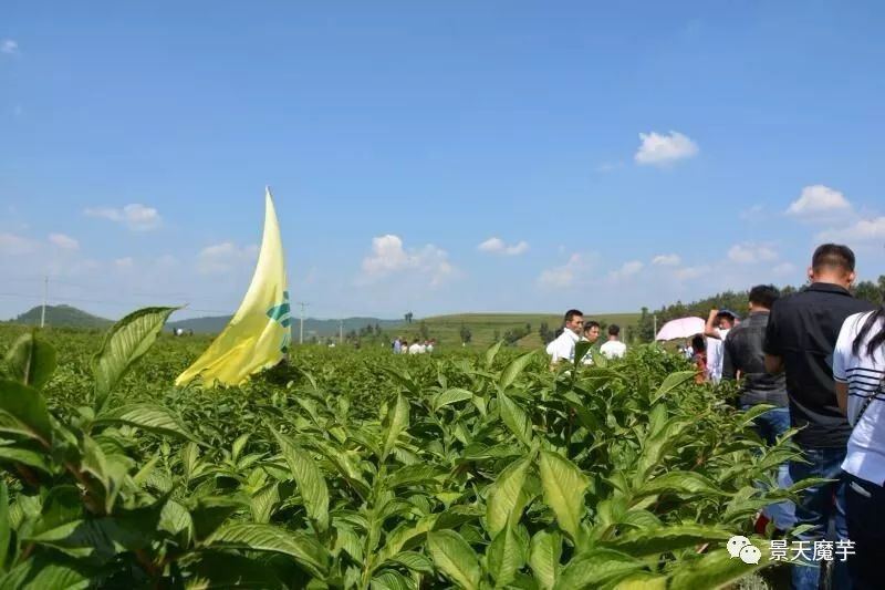 湖北省魔芋种植基地_湖北魔芋种植合作社_湖北魔芋种植致富