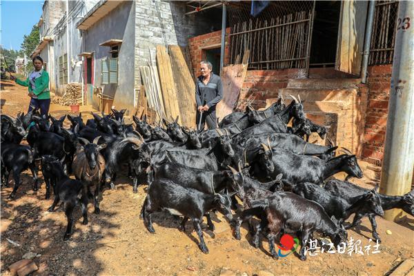 致富养殖猪草视频_致富养殖猪草图片_草猪养殖致富