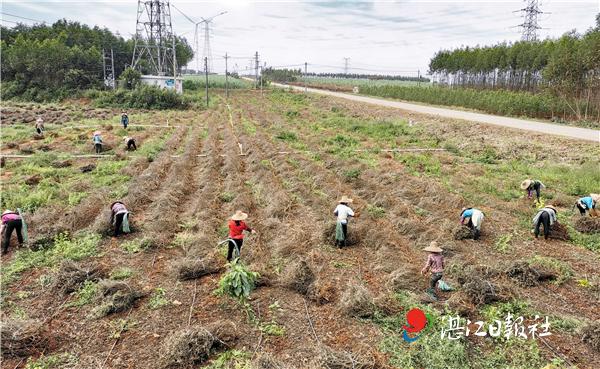 致富养殖猪草视频_草猪养殖致富_致富养殖猪草图片