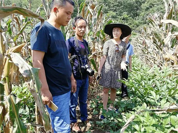 媒体看民建⑦/央广国际在线：吴平——发展魔芋产业 带领山区农民增收致富