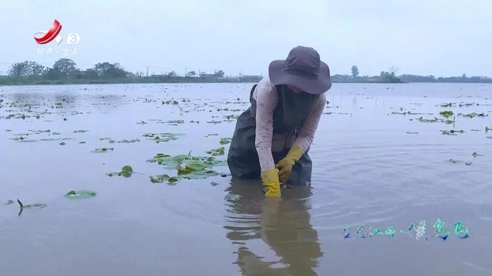 莲藕种植效益_种莲藕赚钱吗_致富经莲藕种