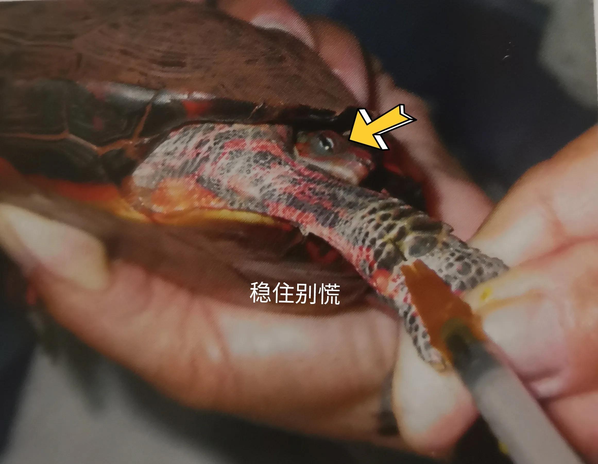 怎么给乌龟打针？看完这篇，心不慌手不抖