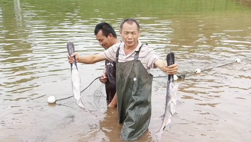 养殖鸭嘴技术视频教程_鸭嘴的的养殖技术_养殖鸭嘴鱼的成本和利润