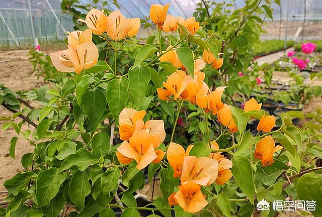 种植三角梅前景怎么样_致富经三角梅种植_种植三角梅赚钱吗