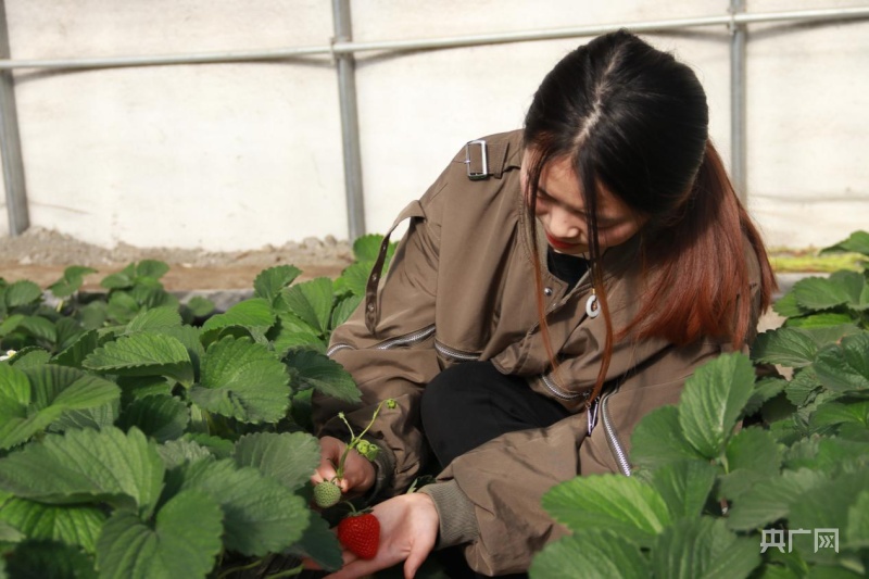 安徽安庆适合种植什么药材_安庆致富机械设备_安庆种植致富