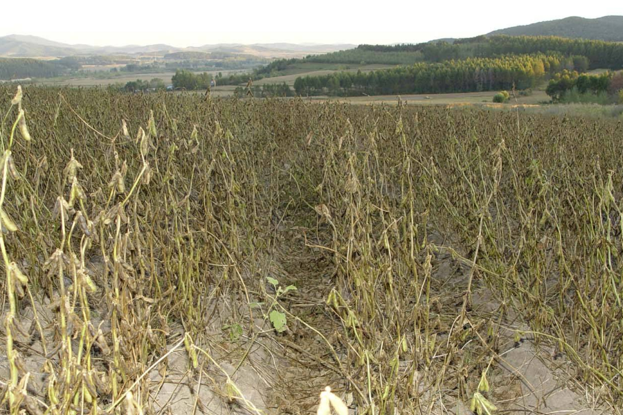 种植黑豆技术小结_小黑豆种植技术_种植黑豆技术小结怎么写