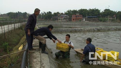 蚯蚓养猪的效果_养蚯蚓猪粪怎么处理_猪粪养蚯蚓技术致富经