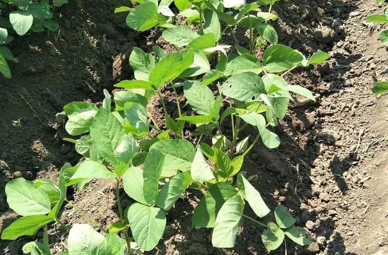 小黑豆种植技术_种植黑豆技术小结怎么写_种植黑豆技术小结