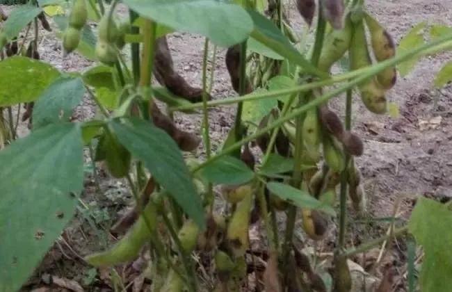 小黑豆种植技术_种植黑豆技术小结_种植黑豆技术小结怎么写