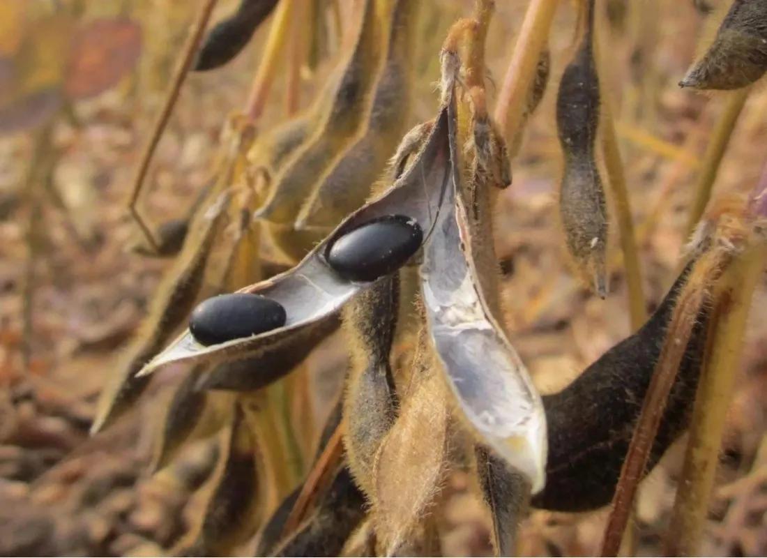 种植黑豆技术小结怎么写_种植黑豆技术小结_小黑豆种植技术