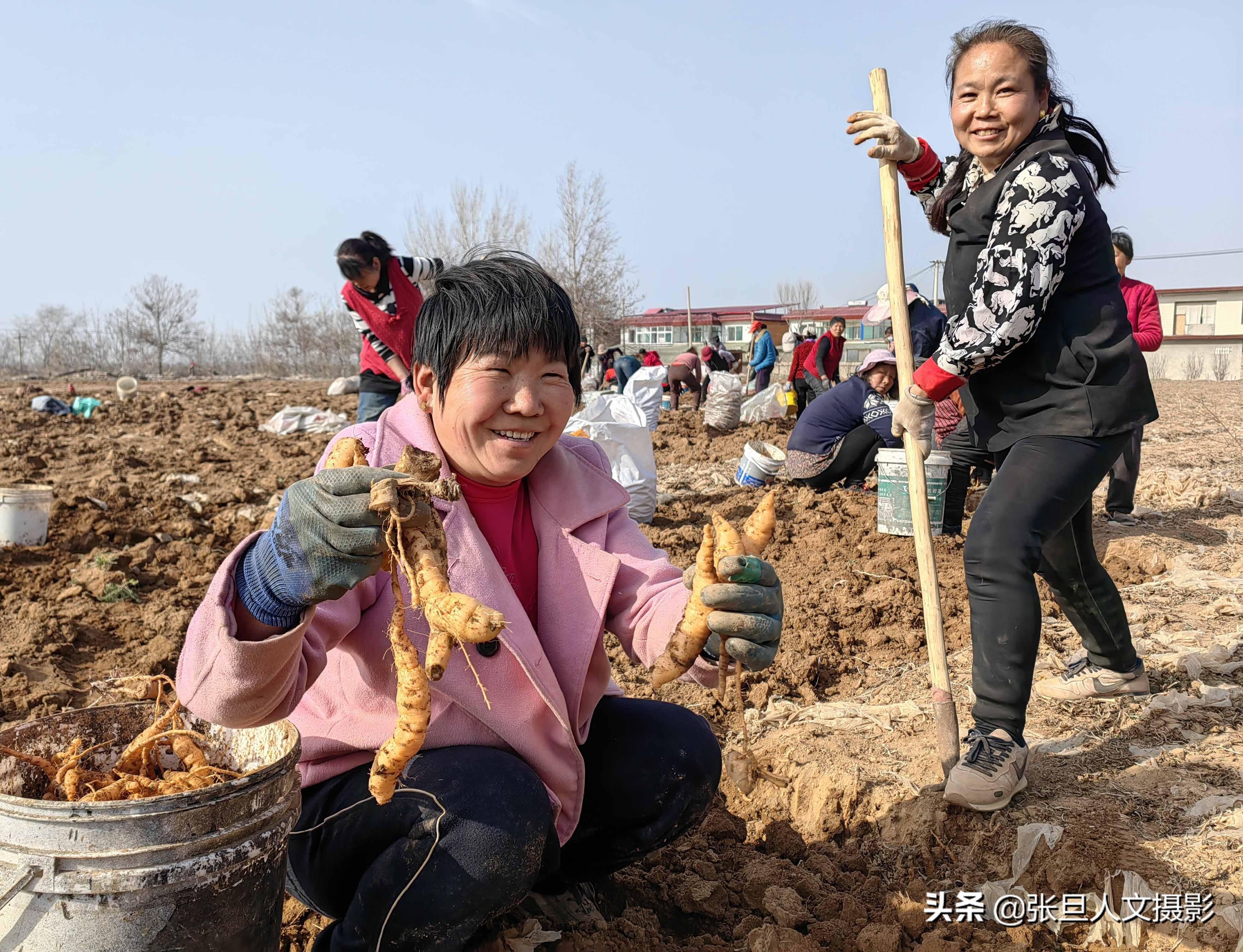 山西种植什么最赚钱_山西种植致富方法_山西省种植什么