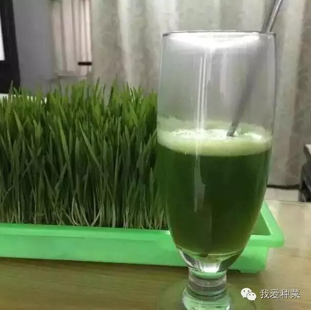 小黑豆种植技术_种植黑豆技术小结报告_种植黑豆的方法