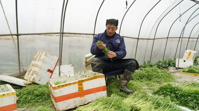 武汉种植什么_武汉种植致富_致富种植视频全集