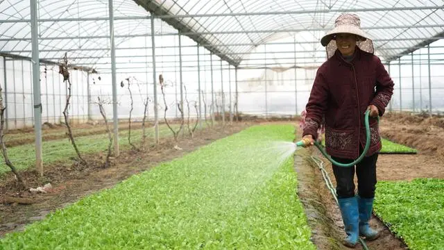 武汉种植什么_武汉种植致富_致富种植视频全集