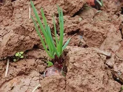 洋葱种植时间和方法，全面汇总，一看就懂