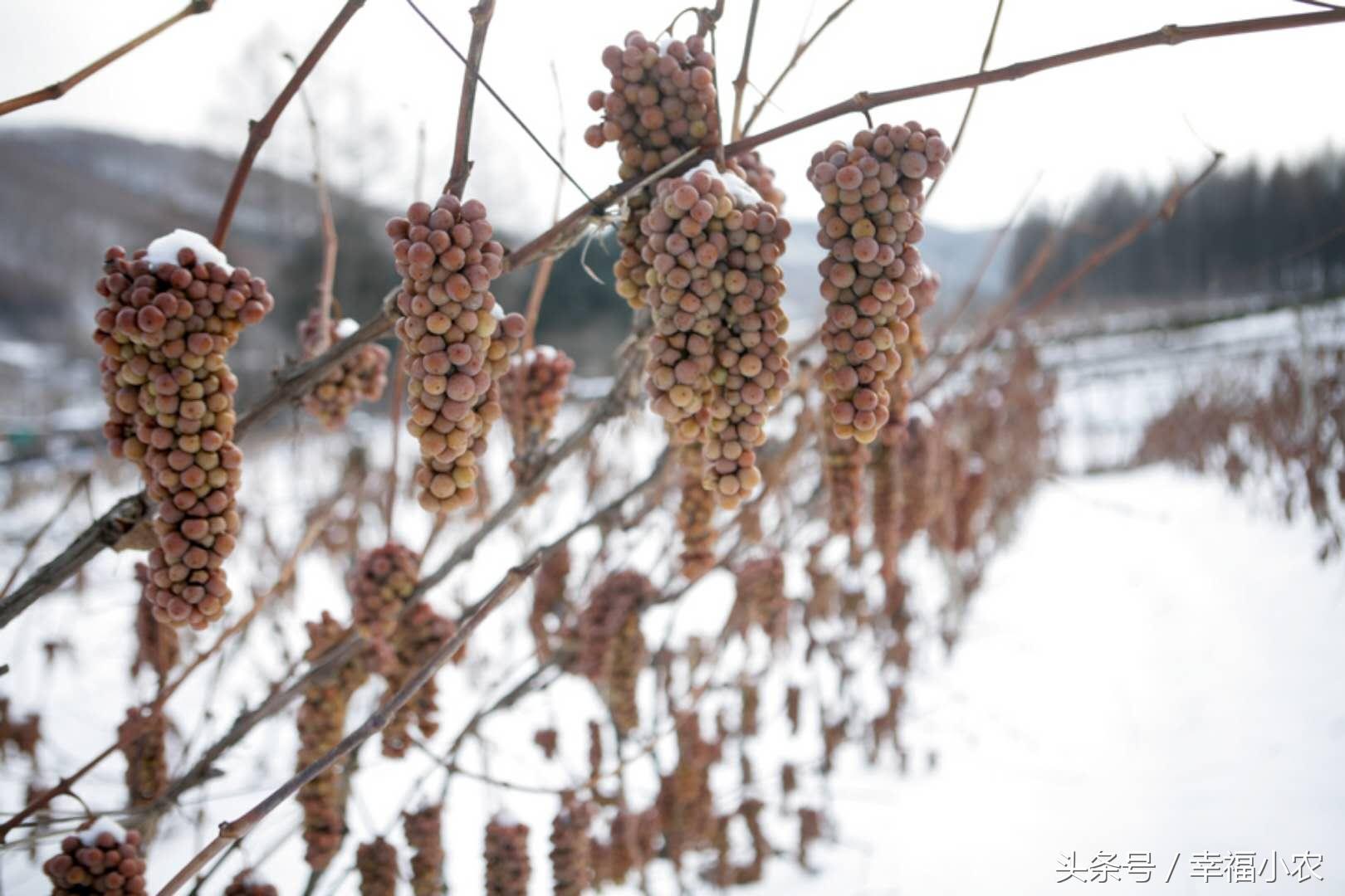 小黑豆，大财富