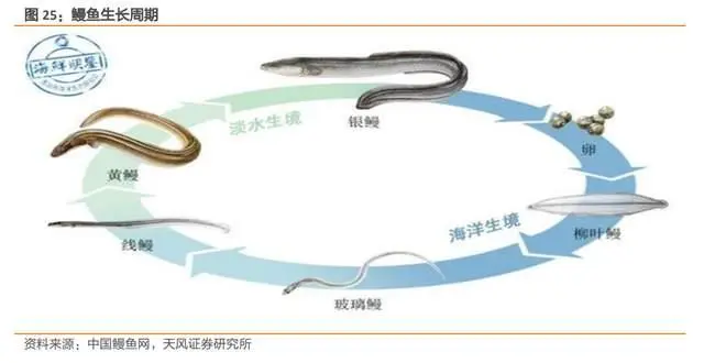 淡水鳗鱼养殖视频_养殖淡水鳗视频_鳗鱼淡水 养殖技术