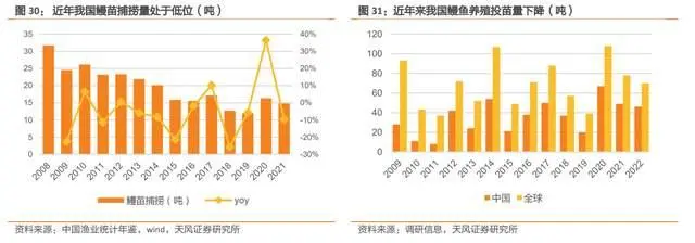 鳗鱼淡水 养殖技术_养殖淡水鳗视频_淡水鳗鱼养殖视频