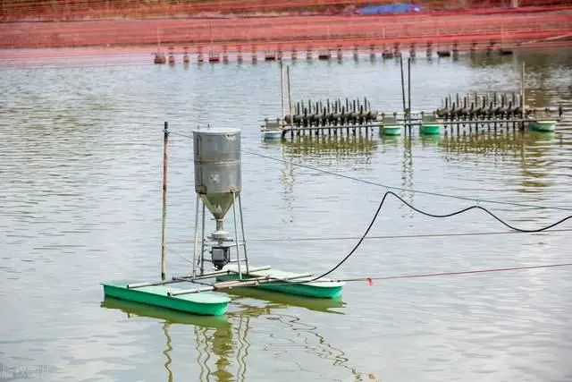 淡水鳗鱼养殖视频_鳗鱼淡水 养殖技术_养殖淡水鳗视频