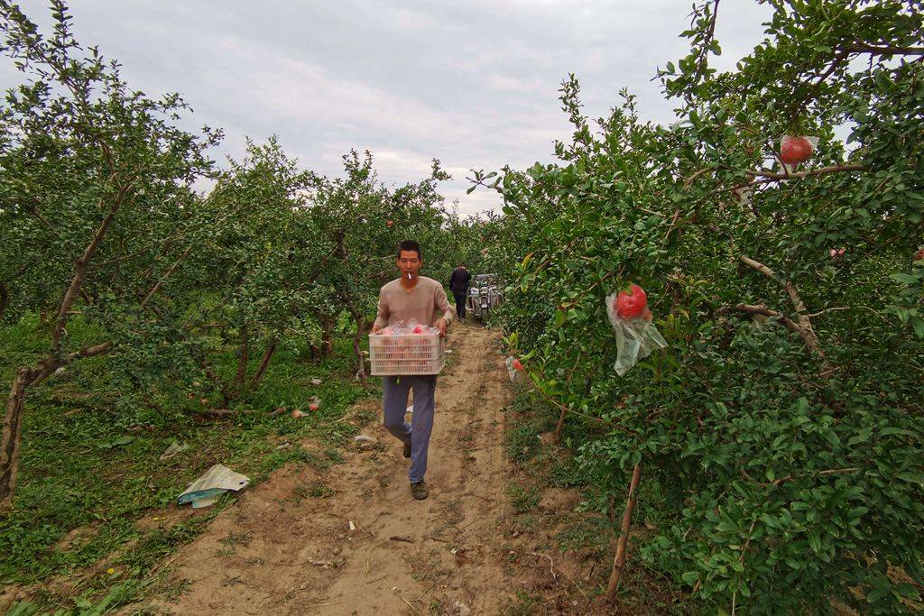 山西种植什么最赚钱_山西省种植什么_山西种植致富方法