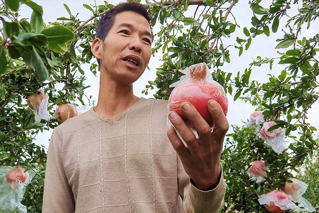 山西省种植什么_山西种植什么最赚钱_山西种植致富方法