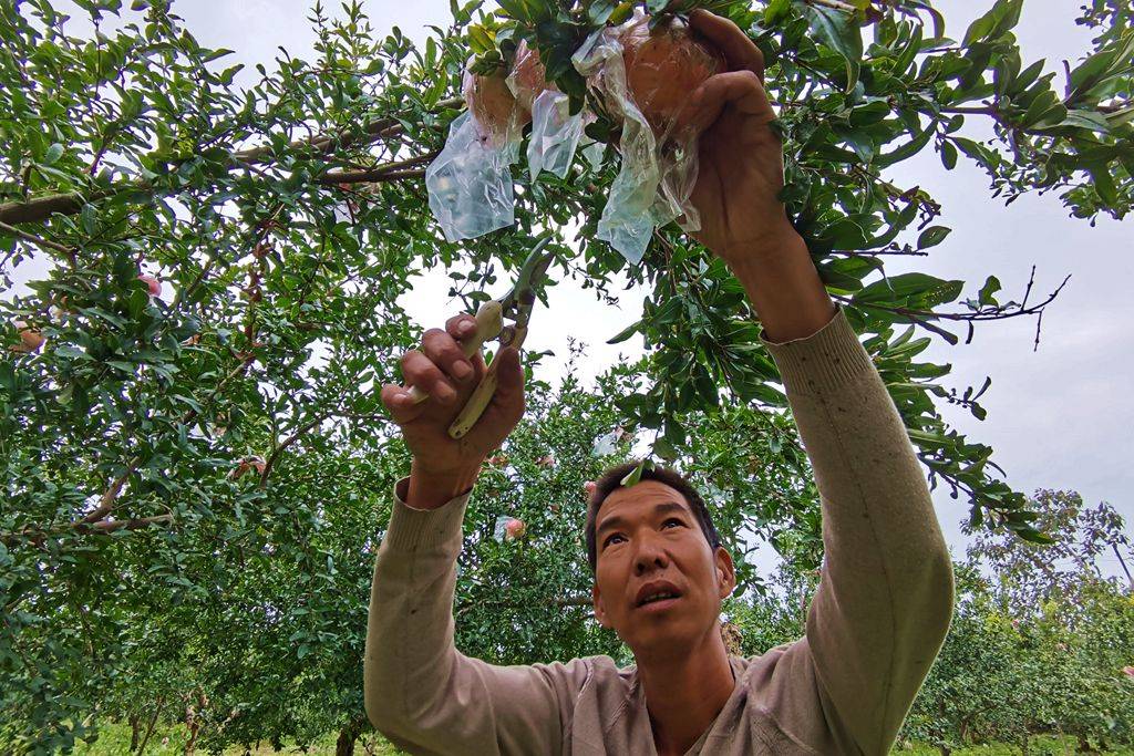 山西省种植什么_山西种植致富方法_山西种植什么最赚钱