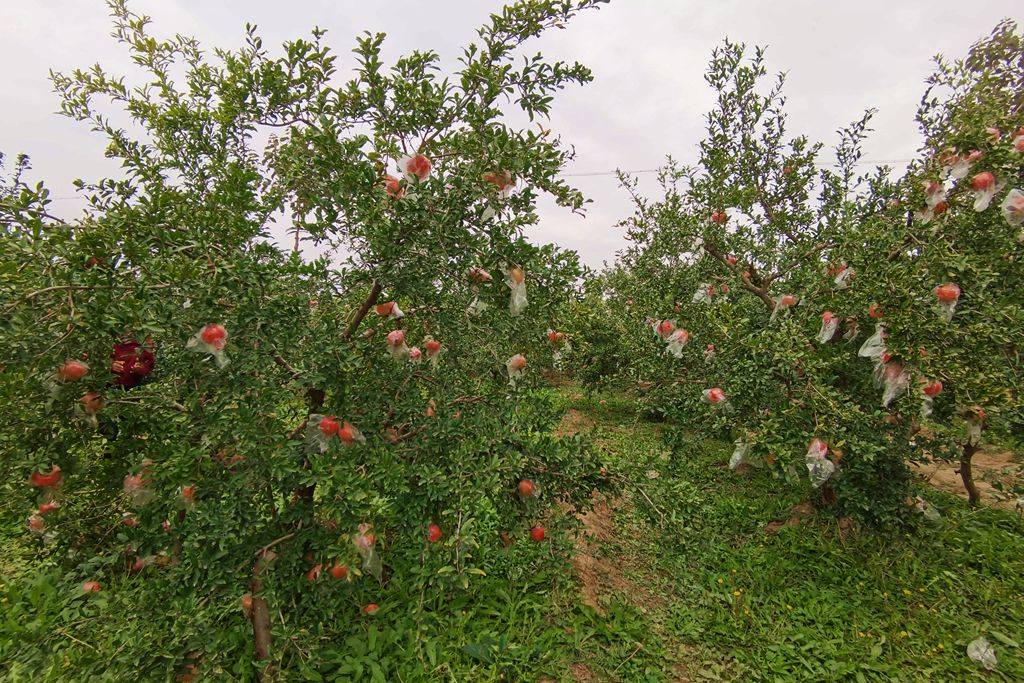 山西种植什么最赚钱_山西省种植什么_山西种植致富方法