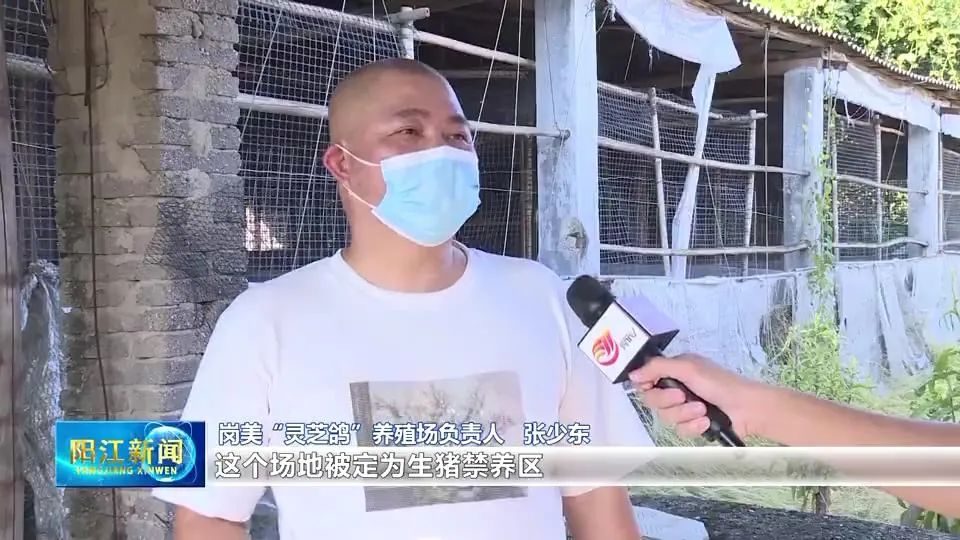 养殖“鸽声”唱响致富路！阳春闲置猪圈飞出“灵芝鸽”