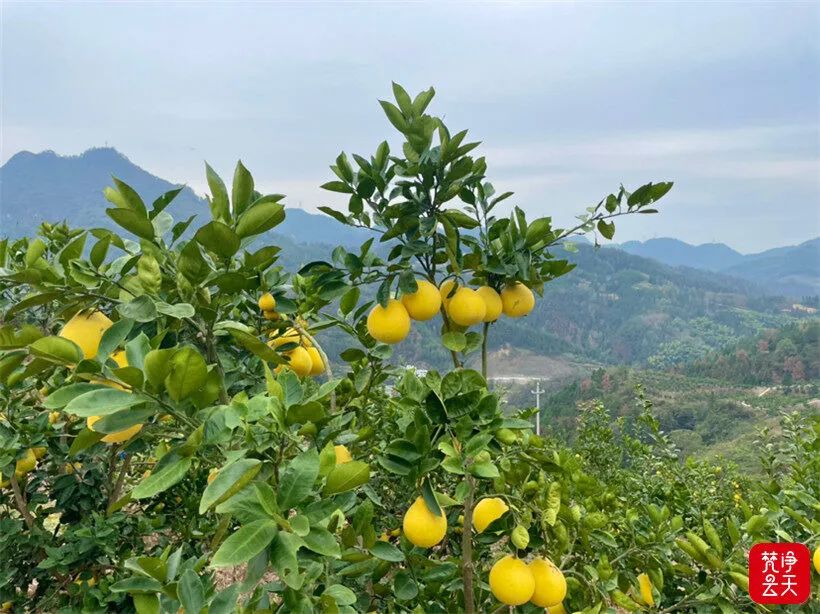 农村种植致富树_农村致富种什么树_种树致富经