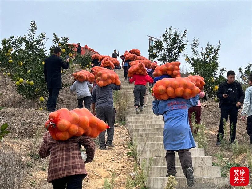 农村种植致富树_种树致富经_农村致富种什么树