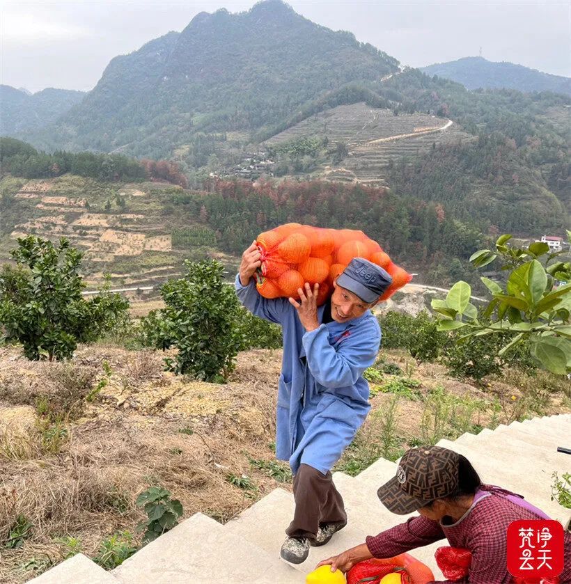 农村种植致富树_农村致富种什么树_种树致富经