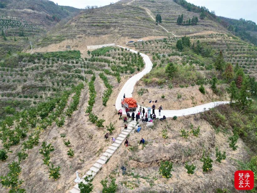 种树致富经_农村致富种什么树_农村种植致富树