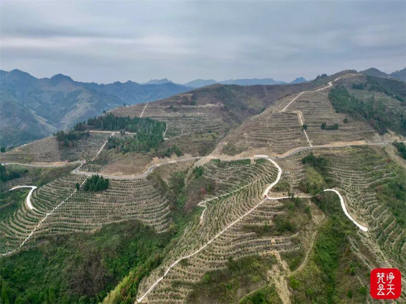 农村种植致富树_农村致富种什么树_种树致富经